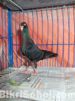 কবুতর